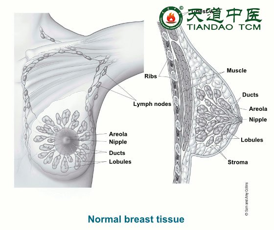 该图从正面和侧面显示了乳房解剖结构/包括胸壁，肌肉，导管，乳晕，乳头，小叶，间质，肋骨和淋巴结